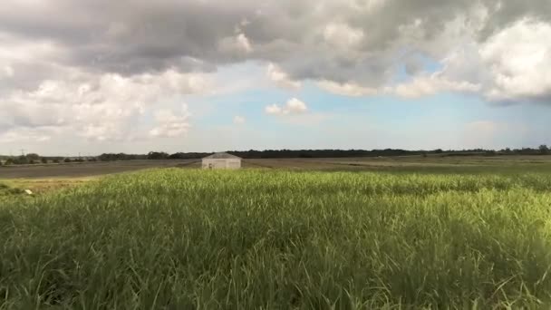 Воздушный Кадр Посевов Сахарного Тростника Посевных Полей — стоковое видео