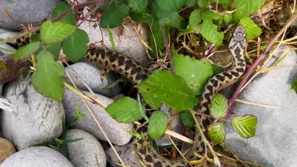 European Adder Vipera Berus Move Basking Sun Order Warm Enable — 图库视频影像