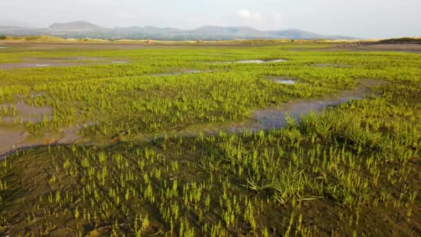 Wild Sea Asparagus Samphire Growing Marshy Coast North Wales Low — Wideo stockowe