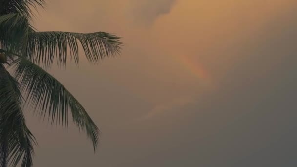 Landscape View Palm Tree Sky Clouds Rainbow Flying Bird Sunset — Vídeo de Stock