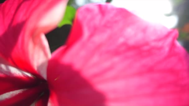 Bbox Izolovaný Růžový Ibiškový Květ Ibišku Zpomaleném Pohybu Mezi Zelenými — Stock video