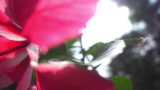 Zole Edilmiş Yeşil Yapraklar Kırmızı Hibiscus Çiçeği Tomurcukları Yavaş Çekimde — Stok video