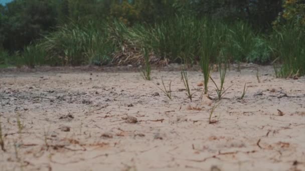 View Dry Pond Surface Grass Trees Background — Wideo stockowe