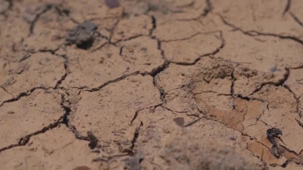 Close View Dry Cracked Pond Surface Small Grass Plants Dry — Video Stock