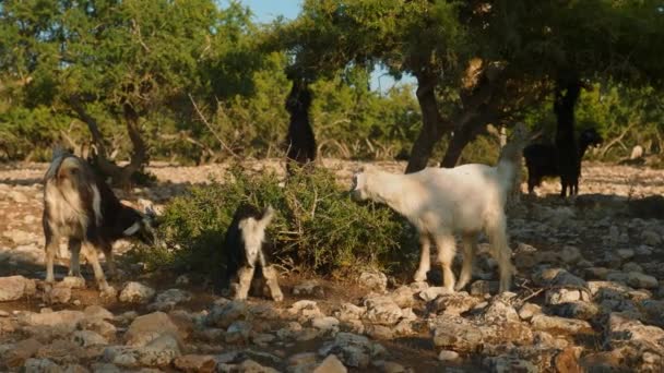 Multiple Moroccan Goats Eating Nuts Argan Tree Ground — Video Stock