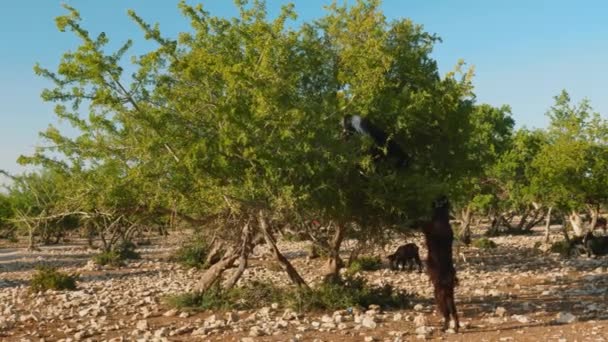 Moroccan Goats Climbing Grazing Argan Trees Desert North Morocco — Vídeo de Stock