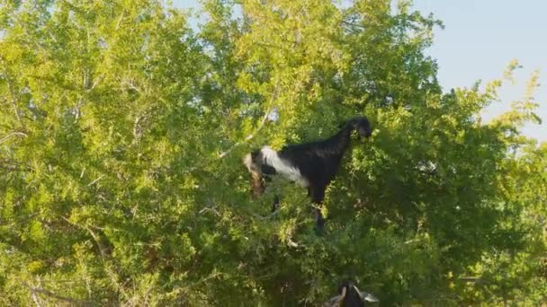 Two Moroccan Goats Eating Argan Nuts Branches Argan Tree Morocco — стоковое видео