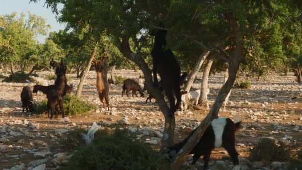 Many Moroccan Goats Grazing Argan Trees Ground Morocco — стоковое видео