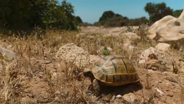Small Russian Tortoise Walking Desert Hot Sunny Day Close — Αρχείο Βίντεο