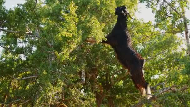 Dark Brown Moroccan Goat Eating Nuts Branches Argan Tree — Vídeo de stock