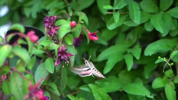 White Lined Sphinx Moth Adult Pollinating Flower Slow Motion — Stock video