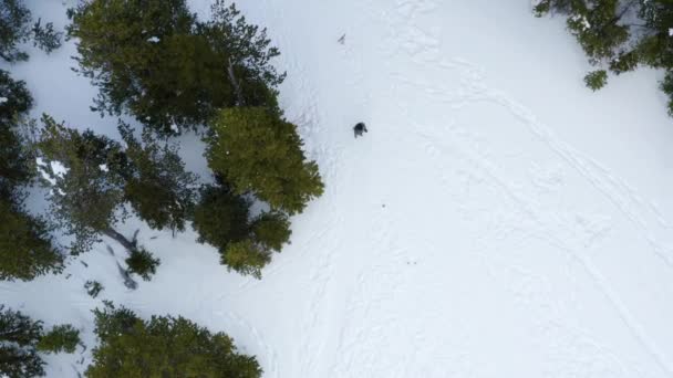 Aerial Birds Eye View Shot Person Walking Snowy Clearing — Video