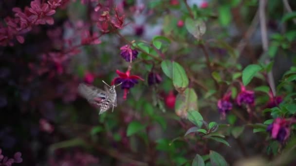 White Lined Hummingbird Moth Hovers Flowers Slow Motion — 图库视频影像