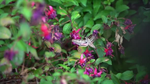 White Lined Hummingbird Moth Collects Nectar Slow Motion — Vídeo de Stock