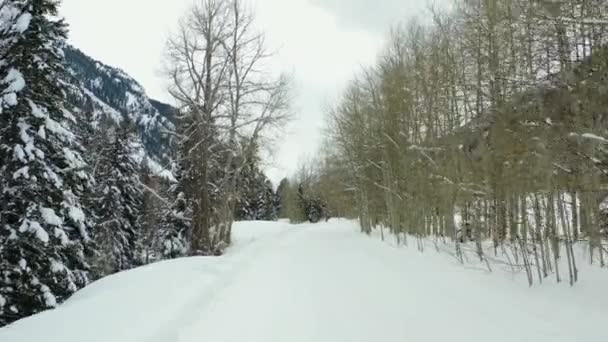 Aerial Forward Pan Shot Rows Trees Snowy Mountain — стоковое видео