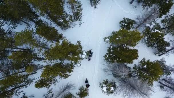 Aerial Tracking Birds Eye View Shot Group People Walking Trees — Wideo stockowe