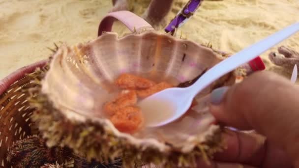 Footage Sea Urchin Cut Open Seen Its Shell White Vinegar — Vídeos de Stock