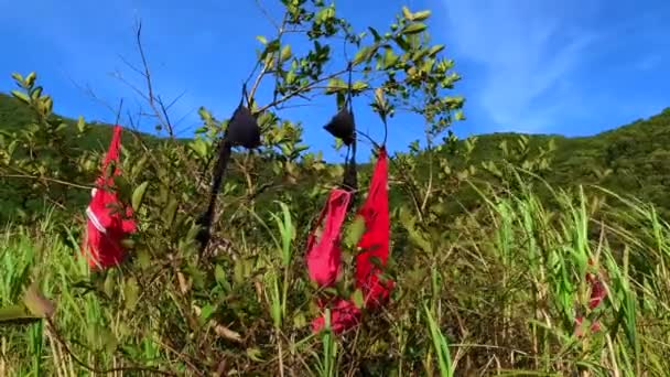 Footage Jungle Underwear Clothing Hanging Tree Branches While Wind Blowing — 图库视频影像