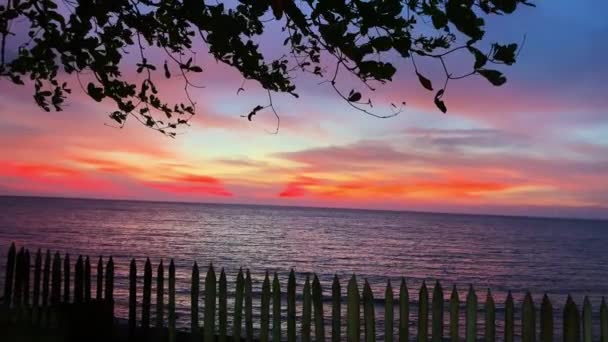 Footage Sunset Beach Trees Water Background — Video