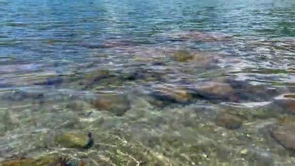 Footage Lake Very Clear Water Foot Lady Has Many Little — Wideo stockowe