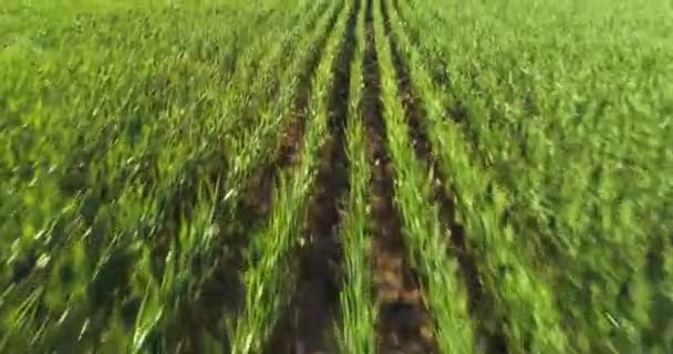 Drone Shot Moving Green Wheat Field — Stock video