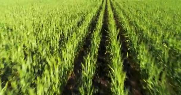 Drone Shot Moving Green Wheat Field — Vídeos de Stock