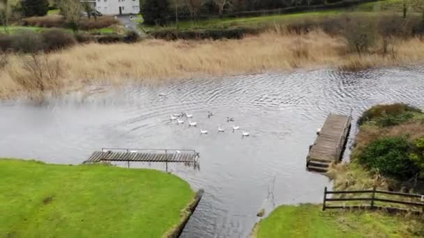 Aerial Group Duck Swimming Lake Nearby Grass Field — Video Stock