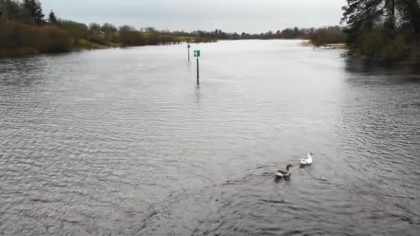 Aerial Group Duck Swimming Row Lake Nearby Bridge Grass Field — 图库视频影像