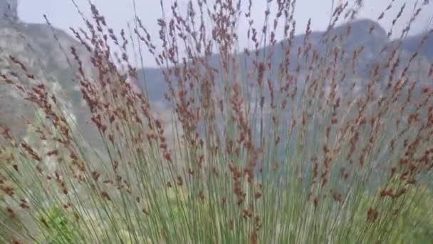 Wind Blowing Grass Overlooking Mountain Cloudy Day — ストック動画