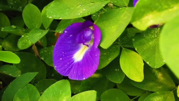 Close Shots Blue Butterfly Pea Flower Green Leaves Background — Wideo stockowe