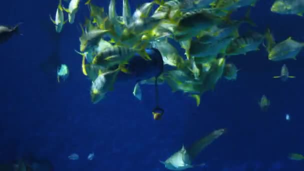 Fish Beeing Feed Aquarium — Vídeos de Stock