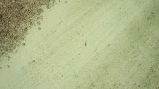 Drone Footage Shark Cocos Island Australia — Stockvideo