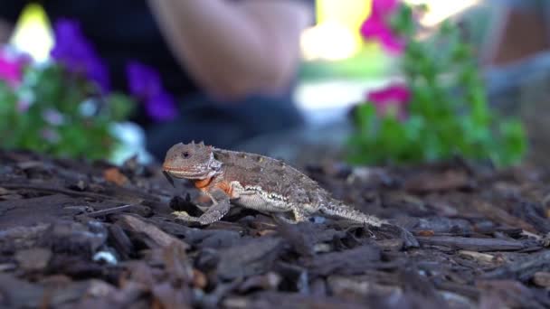 Horny Toad Eats Ants Garden Slow Motion — ストック動画