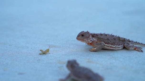 Horny Toad Eats Grasshopper Sidewalk Slow Motion — ストック動画