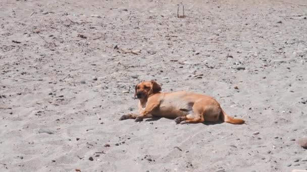 Stray Dog Chilling Sun Beach — Vídeo de Stock