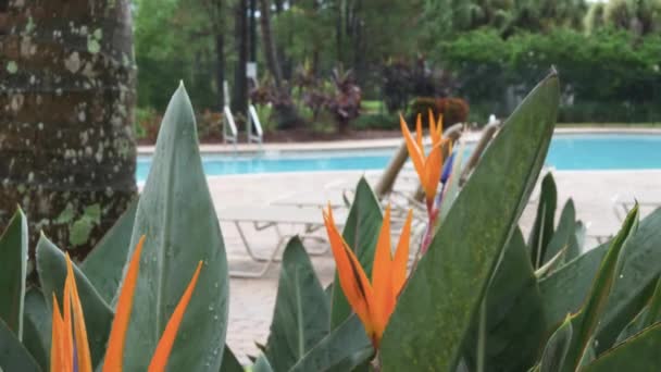 Strelitzia Native Bird Paradise Plant Pool Patio Background — Αρχείο Βίντεο