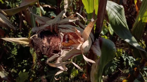 Bugs Eating Corn Sunset — Videoclip de stoc