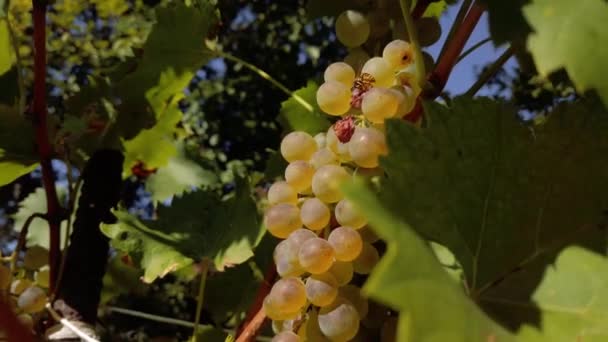 Wasp Eating Grape Harvest — Stockvideo