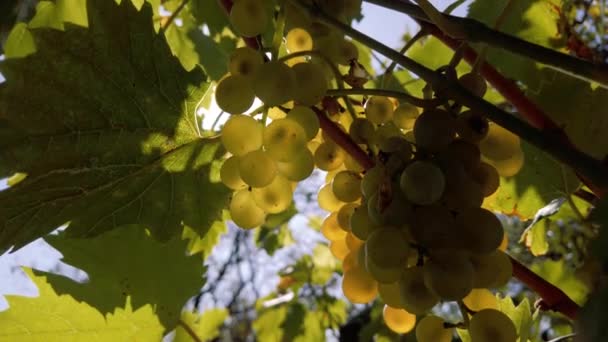 Grape Sunset Harvest — Stock video