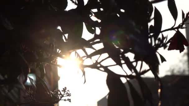 Silhouettes Sun Rays Breaking Leaves Tree Front Storefront Town — Vídeo de stock