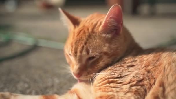 Close Macro Static Shot Cute Orange Cat Soft Fluffy Fur — Stock video