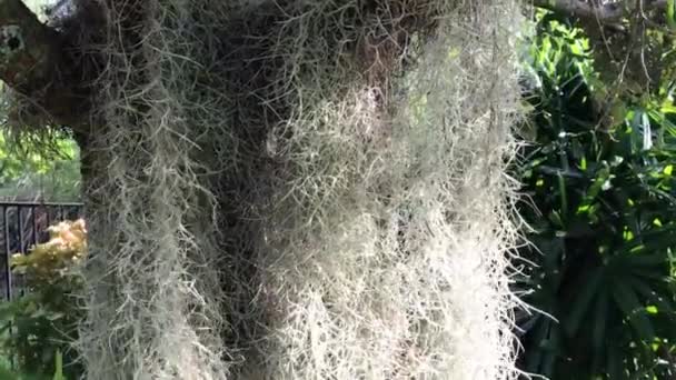 Spanish Moss Tillandsia Usneoides Flowering Plant Hanging South Florida Tree — Stockvideo