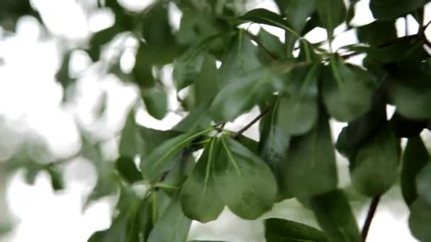 Close Shot Swaying Green Leaves Windy Evening Malaysia Park — Stok Video