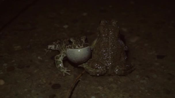 Frogs Singing Night — Wideo stockowe