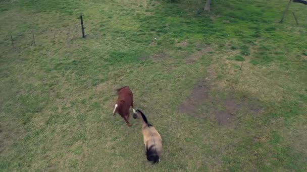 Aerial Couple Horses Courting Stallion Female Countryside Argentina — Stockvideo