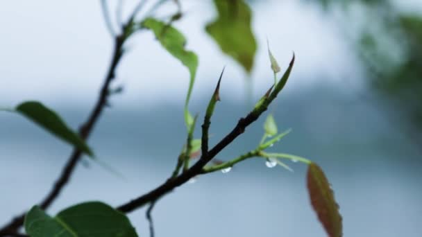 Morning Mist Dew Drops Leaf — Vídeo de Stock