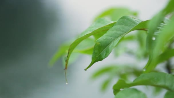 Morning Mist Dew Drops Leaf — стоковое видео