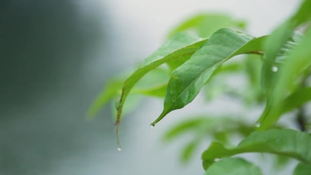 Morning Mist Dew Drops Leaf — 图库视频影像