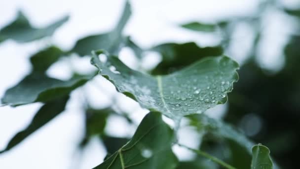 Morning Mist Dew Drops Leaf — Wideo stockowe
