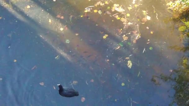 Wild Single Movenpick Bird Floating Lake Sunshine Striking Water Small — Stockvideo